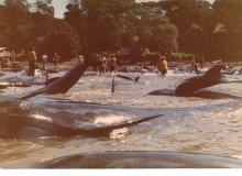 1984, March 19, Tryphena Harbour, Great Barrier Island