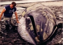 More stranding records to come as we digitize our records from years past