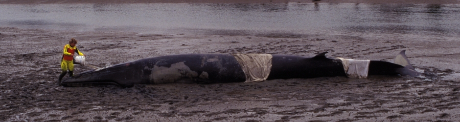 Bryde Whale stranded