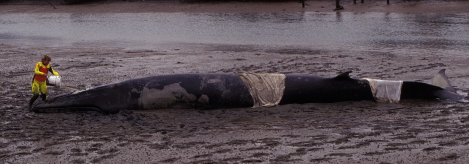 Bryde Whale stranded