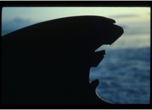 1992, October 27, Parengarenga Harbour, Northland, Pilot Whales