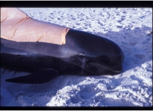 1992, October 27, Parengarenga Harbour, Northland, Pilot Whales