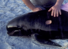 1992, October 27, Parengarenga Harbour, Northland, Pilot Whales