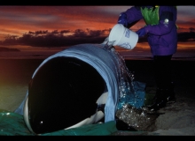 1997, June 14, Orca, Mangawhai, Northland