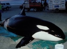 1997, June 14, Orca, Mangawhai, Northland