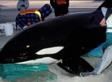 1997, June 14, Orca, Mangawhai, Northland