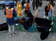 1997, June 14, Orca, Mangawhai, Northland