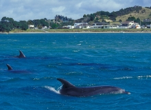 2004, September 22, Bottlenose dolphin, Ngunguru Estuary, Northland