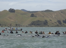 2009, December 27, Pilot whales, Coromandel