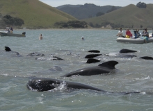 2009, December 27, Pilot whales, Coromandel