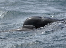 2009, December 27, Pilot whales, Coromandel