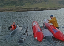 2010, September 23, Pilot whales, Spirits Bay, Far North