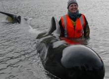 2010, September 23, Pilot whales, Spirits Bay, Far North