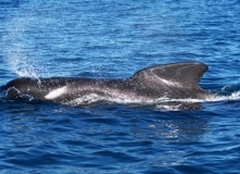 2010, November 14, Pilot whales, Tutukaka, Northland