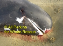 2010, December 24, Pygmy killer whale, Ninety Mile Beach, Northland