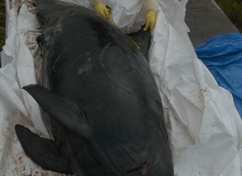2010, December 24, Pygmy killer whale, Ninety Mile Beach, Northland