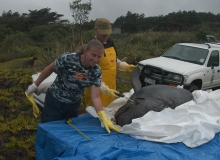 2010, December 24, Pygmy killer whale, Ninety Mile Beach, Northland