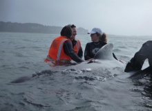 2011, February 04, Pilot whales, Puponga, Farewell Spit