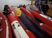 1996, September 01, Bryde’s whale, Whangarei Harbour