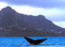 2002, 03 September, Whangarei Harbour, Southern right whale