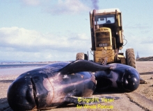 1993, August 24, Tokerau Beach, Doubtless Bay, Northland