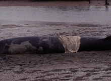 1996, September 01, Bryde’s whale, Whangarei Harbour