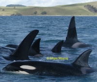 Orca (killer whale)