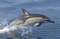 Common dolphin