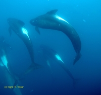 Pilot whale, long-finned