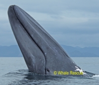 Blue whale