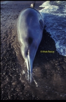 Gray’s beaked whale