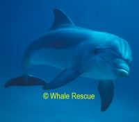 Bottlenose dolphin